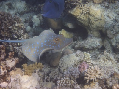 Хвостокол синепятнистый рифовый 1.jpg