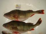 DSC01784.JPG