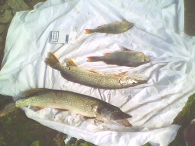 IMG0063A.jpg