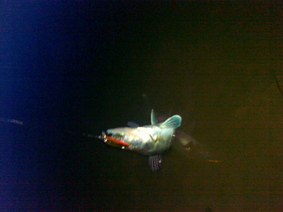07062011053.jpg