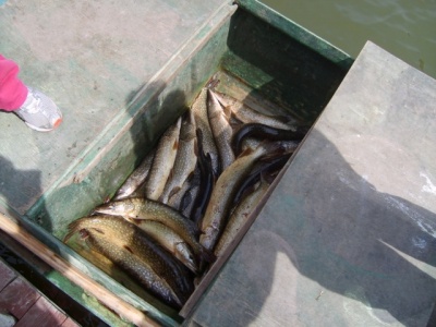S6003633.jpg
