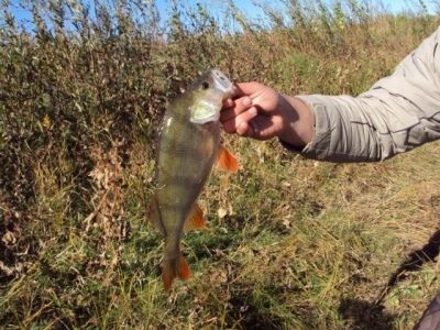 201218484.jpg