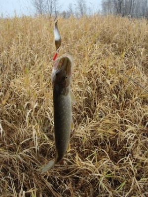 ГАТНОЕ 24.10.2009.jpg