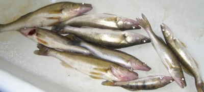 CIMG2909с2.jpg