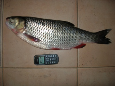 DSCN8183.JPG
