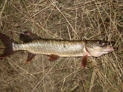 Копия DSC02530.jpg