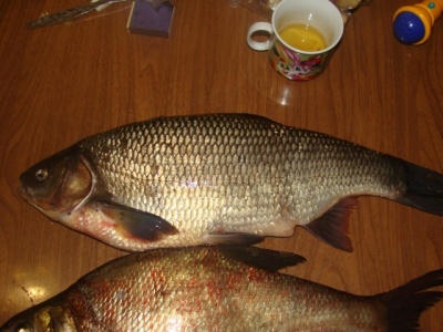 DSC0.jpg