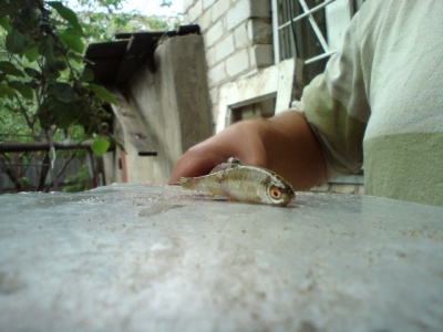 DSC00178.jpg
