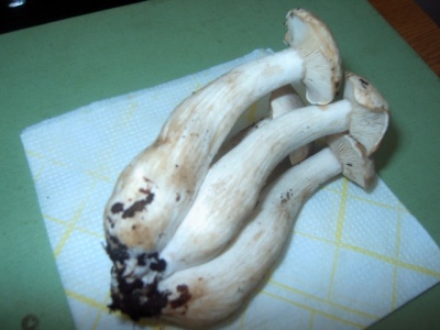 EPSN5315.JPG