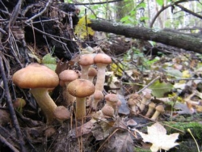 1.10. 2011 017.jpg