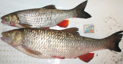 РЫП 003.jpg