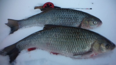 P1020166.JPG