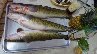 P1010390.jpg