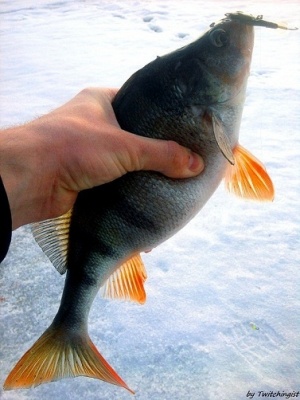 samarafishing 2.jpg