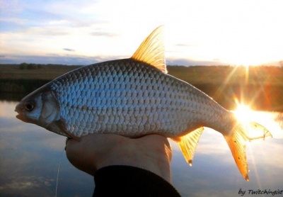 samarafishing 1.jpg