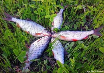 samarafishing 2.jpg