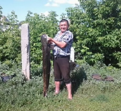 Сом-001.jpg