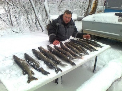 Щука 2013.JPG