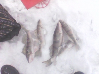 IMG0022A.jpg