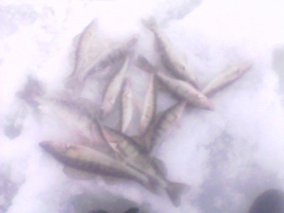 IMG0025A.jpg