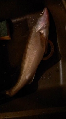 IMAG0943.jpg