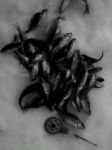 IMG0014A.jpg