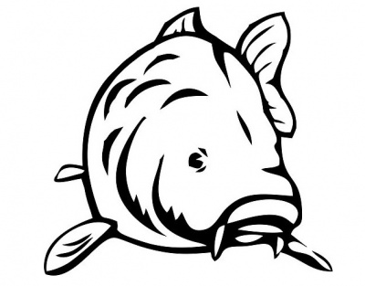 carp.jpg