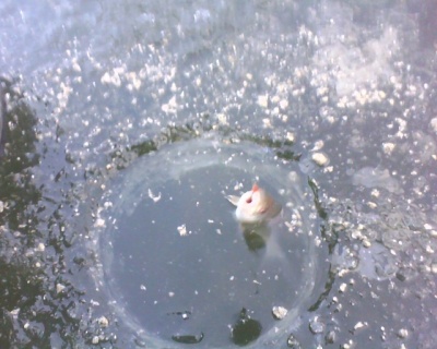 IMG0584A.jpg