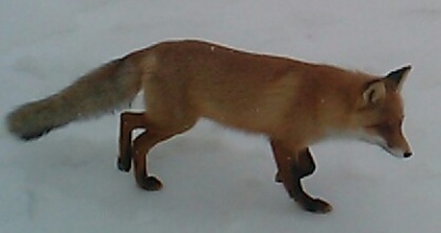 CAM00038-1.jpg