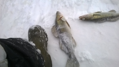 WP_20150207_11_53_31_Pro.jpg