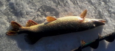IMG_20150318_084305_1.JPG