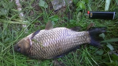 WP_20180530_12_00_45_Pro.jpg