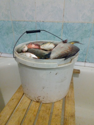 Шарманы.jpg