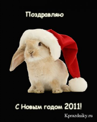 кролик.jpg