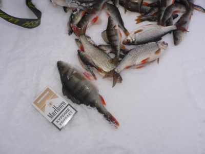 P1000297 [800x600].jpg